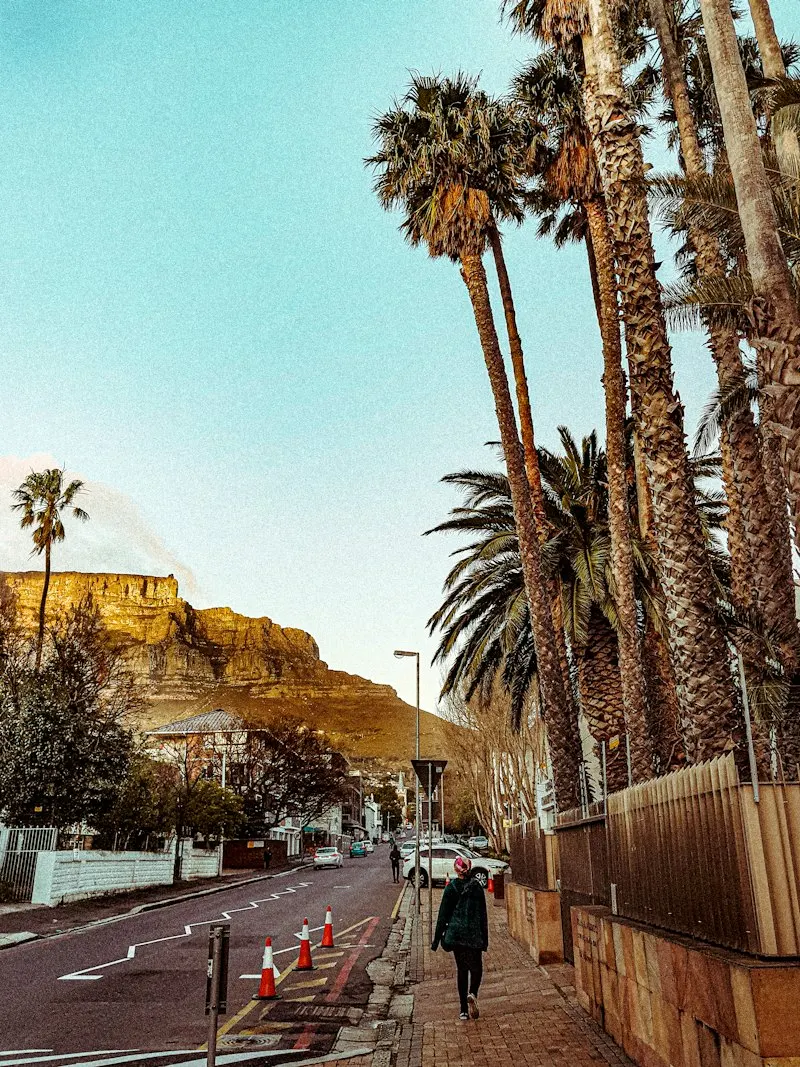 Placeholder: a Newlands street under Table Mountain, lined with palms